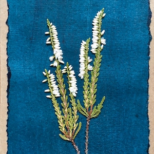 Cartão de flores prensadas feito à mão em urze escocesa branca em papel pintado à mão, cartão de felicitações de boa sorte com urze branca