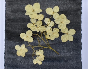 Hortensia blanc vraie fleur pressée carte vierge faite à la main