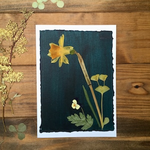 Cartão de felicitações de narciso prensado, cartão de aniversário tête-à-tête prensado real, cartão de aniversário feito à mão em março, cartão em branco com flores de primavera prensadas