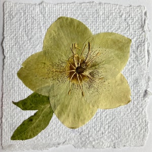 Carte d'hellébore fleurs pressées, carte de Noël fleurs pressées, carte de remerciement, carte rose de Noël, carte fleurs pressées en papier fait main