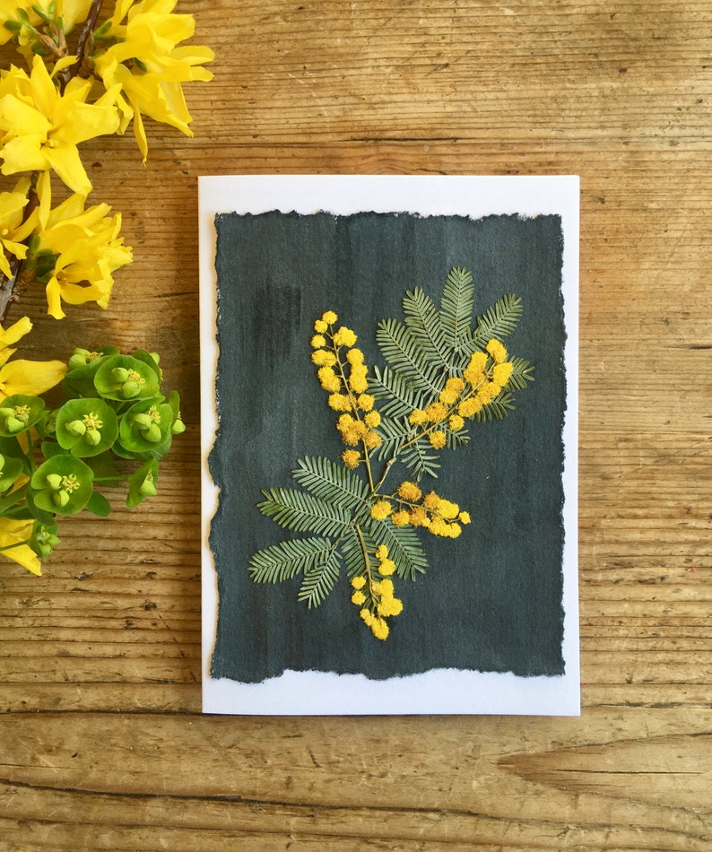 Carte de voeux fleurs de mimosa pressées, vrais mimosas pressés jaunes image 3