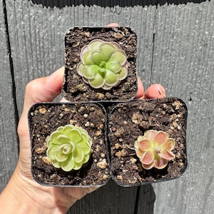 3 plants - Cyclosecta /  Yucca Do 1713 / Jaumavensis  - Butterwort Pinguicula Carnivorous Plants