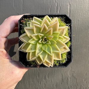 Estrellita - variety of sizes - Butterwort Pinguicula Carnivorous Plants