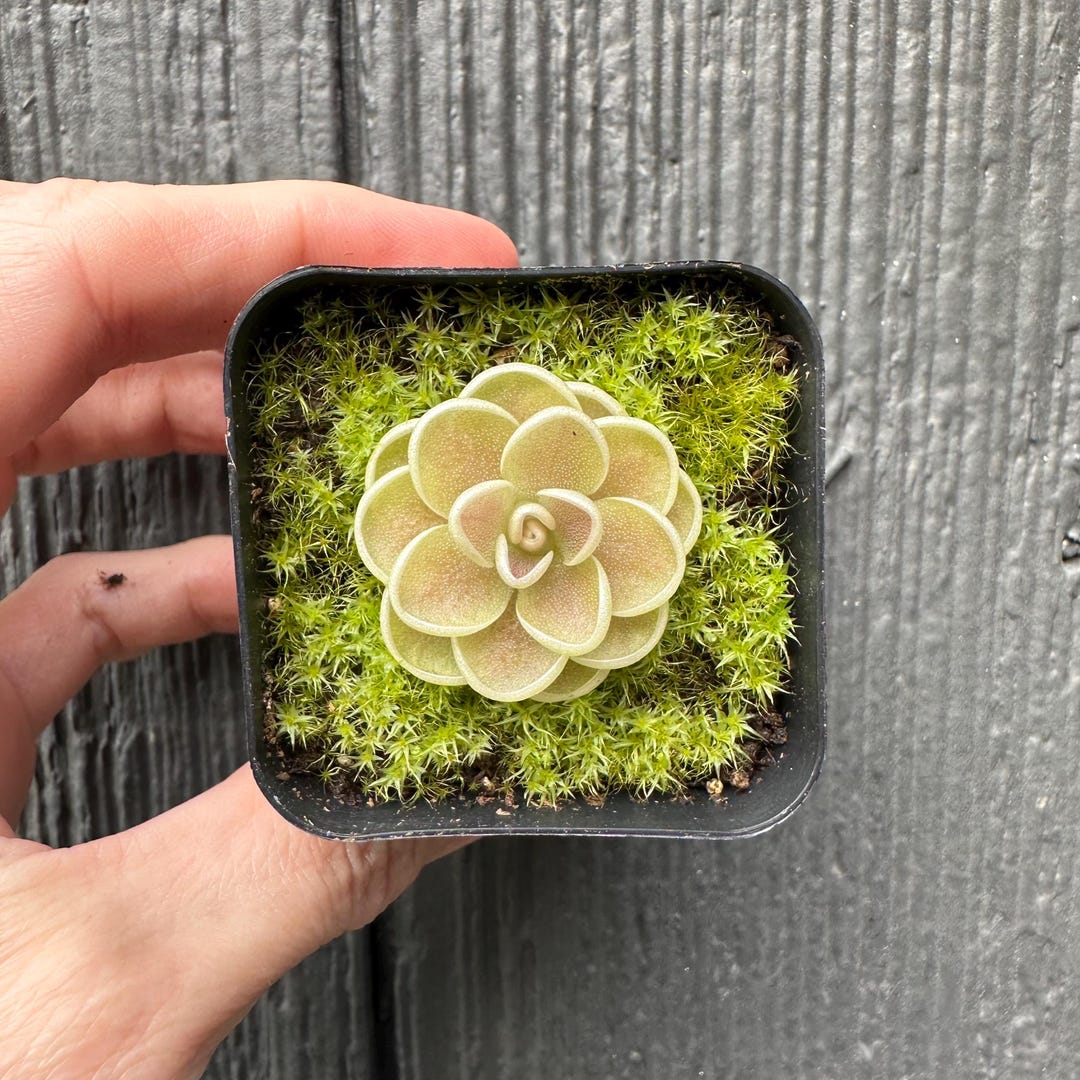 Pinguicula Yucca Do 1713 – Live Carnivorous Butterwort Plant (Rare, Tropical, Bare Root) Free Shipping