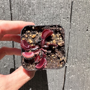 May include: A small, square black plastic pot containing a dark red Venus flytrap plant. The plant features several traps with prominent, sharp, tooth-like cilia along the edges, growing from a central base in dark, moist potting soil.