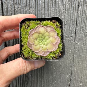Cyclosecta  - Butterwort Pinguicula Carnivorous Plants