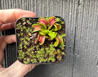 G J Giant Cudo Venus Fly Trap – Tissue Culture Propagated Carnivorous Plant