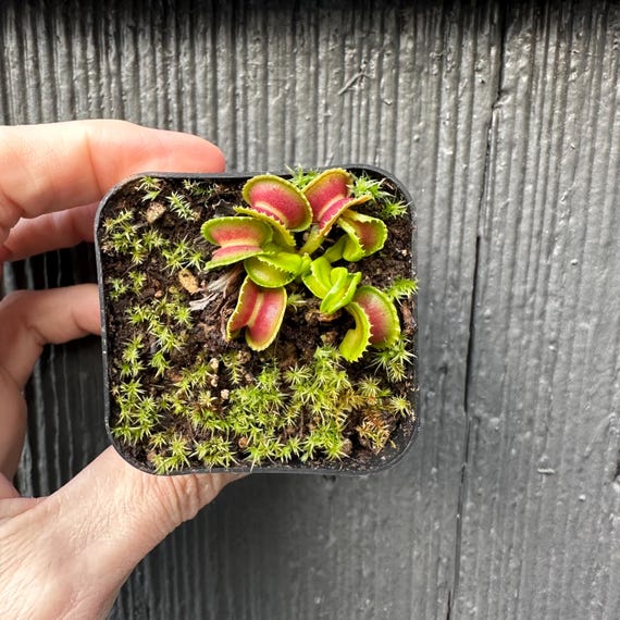 G J Giant Cudo Venus Fly Trap – Tissue Culture Propagated Carnivorous Plant