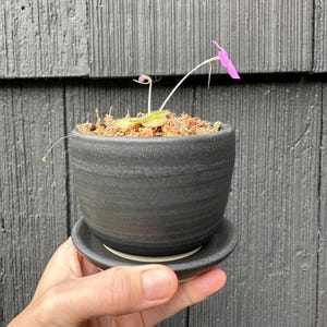 May include: A small, black ceramic pot with a matching saucer, holding a small plant with a single pink flower. The pot is filled with brown moss and the plant has a small, green leaf. The pot is held in a hand.