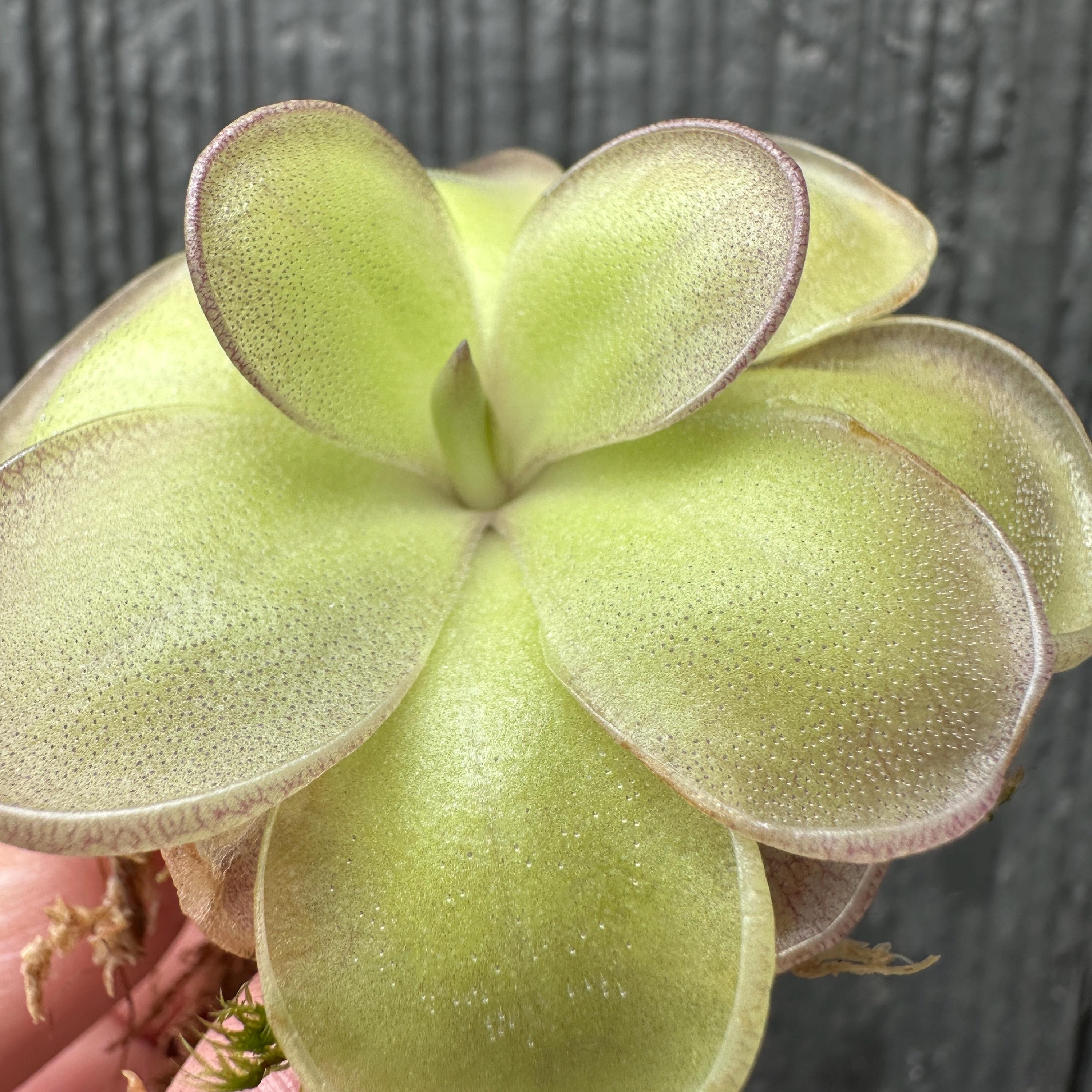 Pinguicula hemiepiphytica x cyclosecta – Yuyi Grows
