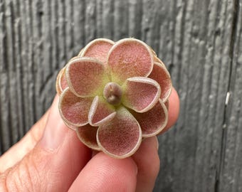 Pinguicula emarginata x hemiepiphytica – Rare Hybrid Carnivorous Butterwort | Live Plant