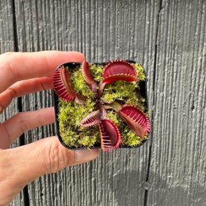 Maroon Monster Venus Fly Trap - variety of sizes - Dionaea Carnivorous Plants