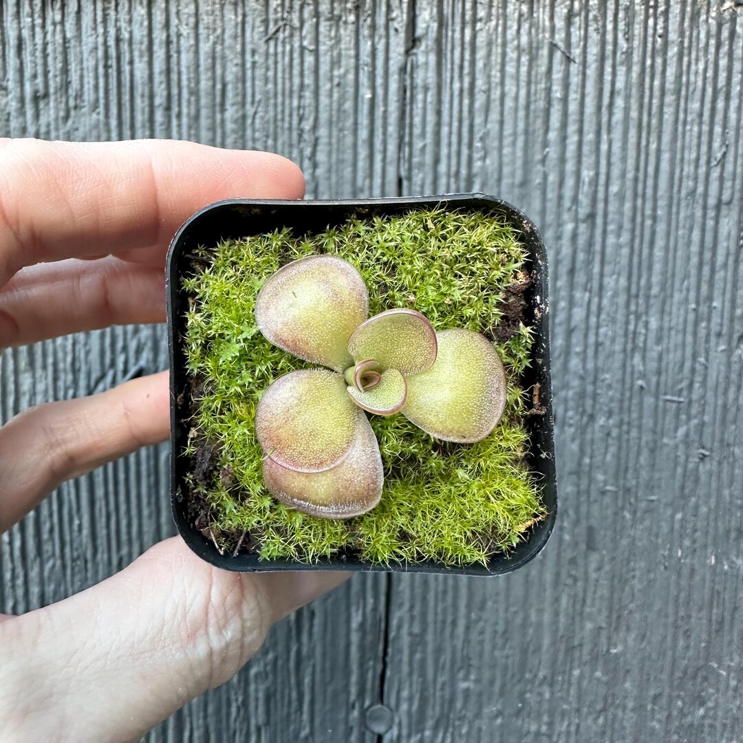 Live Carnivorous Plant Pinguicula Agnata 'El Lobo' X Moctezumae - Butterwort