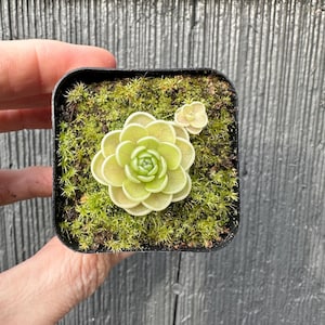 Yucca Do 1713 - variety of sizes - Butterwort Pinguicula Carnivorous Plants
