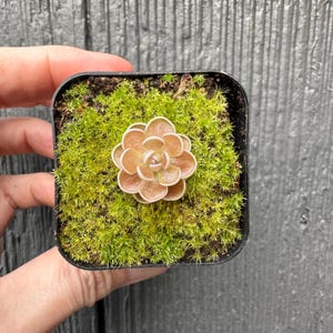 Ehlersiae Victoria - Butterwort Pinguicula Carnivorous Plants
