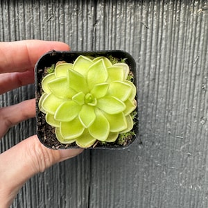 Sunshine - ehlersiae x mesophytica - Butterwort Pinguicula Carnivorous Plants