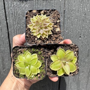 3 plants - Estrellita / Ehlersiae x Mesophytica “Sunshine” / Emarginata x Jauamavensis Butterwort Pinguicula Carnivorous Plants
