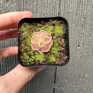 Jaumavensis Pinguicula Carnivorous Plant