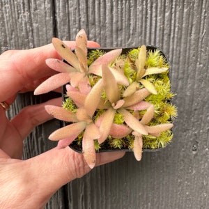 Gigantea  x Moctezumae - variety of sizes - Butterwort Pinguicula Carnivorous Plants