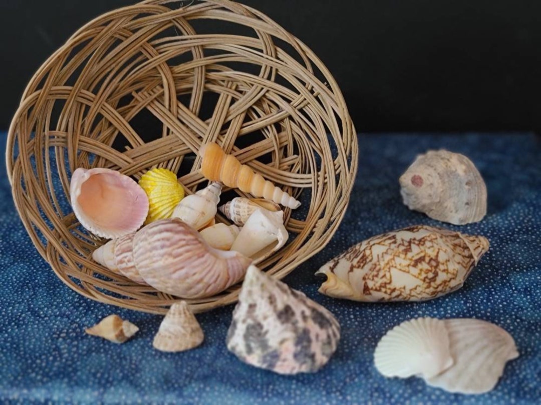 Wicker Shell Wicker Basket With 16 Sea Shells: Natural Beach Decor - Etsy