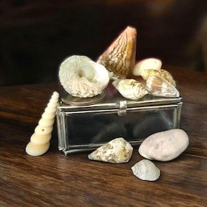 Piccola scatola portaoggetti in vetro realizzata artigianalmente con 10 piccole conchiglie, scatola portaoggetti vintage, decorazione da spiaggia, conchiglie tropicali, decorazione boho, scatola portagioie in vetro