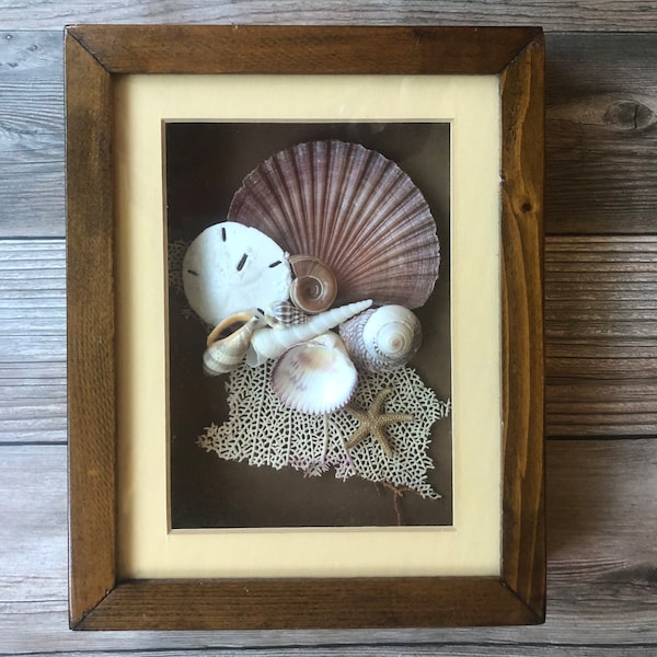Vintage Seashell Sand Dollar Wood Framed Shadow Box