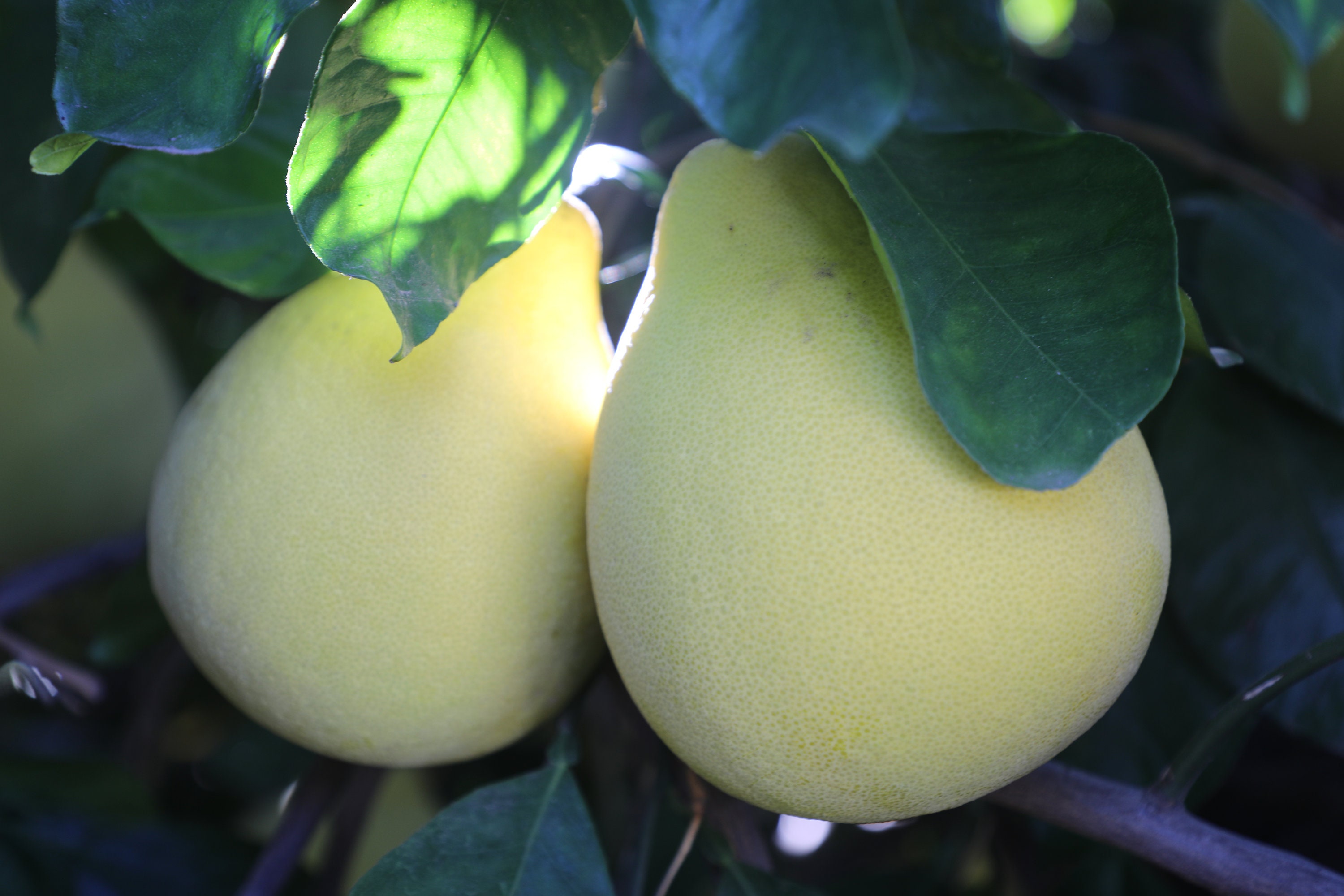 Pomelo / Pummelo Citrus maxima / Citrus grandis Chinese Etsy