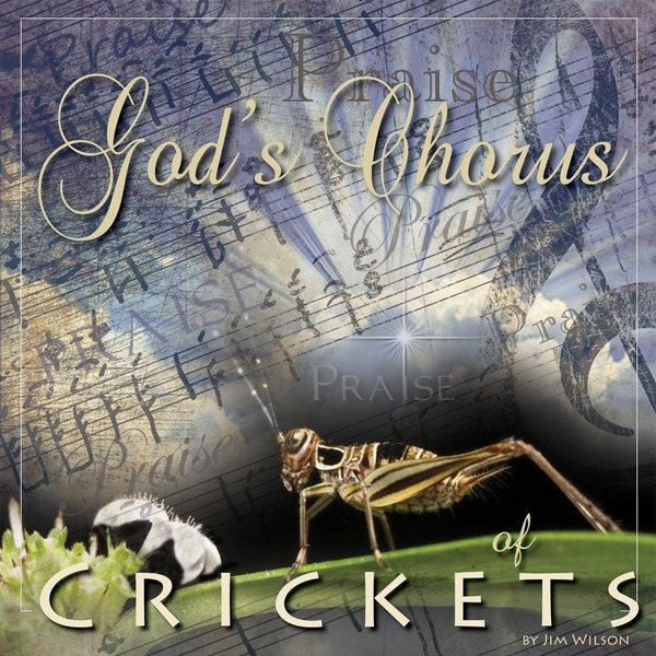 Download- Crickets -God's Chorus of Crickets - Download Mp3