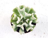 Echeveria Topsy Turvy, Succulent, Live Plant