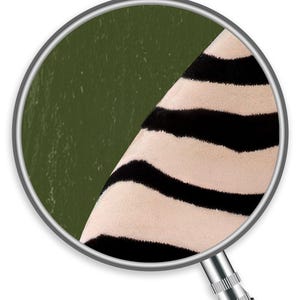 Op de afbeelding: Een close-up door een vergrootglas toont een deel van een zebra's huid met zwart-witte strepen, naast een getextureerd olijfgroen oppervlak. Het vergrootglas heeft een zilveren rand en een zwarte handgreep.