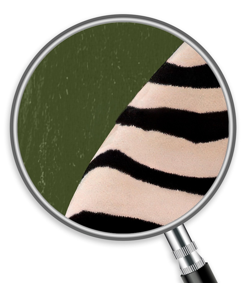 Op de afbeelding: Een close-up door een vergrootglas toont een deel van een zebra's huid met zwart-witte strepen, naast een getextureerd olijfgroen oppervlak. Het vergrootglas heeft een zilveren rand en een zwarte handgreep.