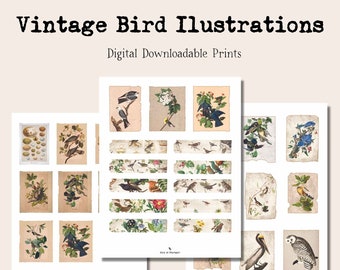 Vintage Bird Digital Illustration Ephemera Printables, Junk Journals, Art journals, Scrapbooking, Planner, Collage, Bird Art Printables,