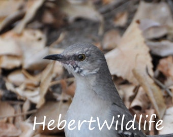 Alert Northern Mockingbird | Bird Photgraphy | HebertWildlife