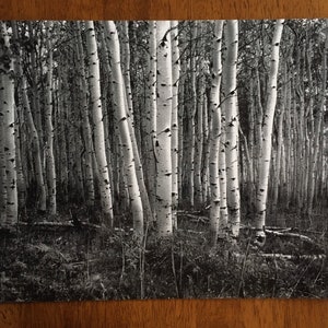 Aspen trees photo