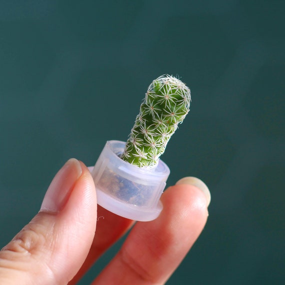 Live cactus keychain store