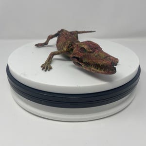 May include: A detailed, weathered figurine of a reptile, possibly a crocodile or alligator, with visible skeletal features. The figure is primarily brown and green, with a detailed texture. It rests on a white, circular platform with black trim.