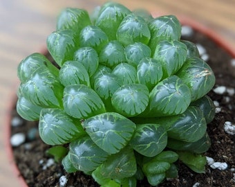 Haworthia cooperi var truncata | Alien Eggs | BARE ROOT | Different sizes available | Live Succulent Plant