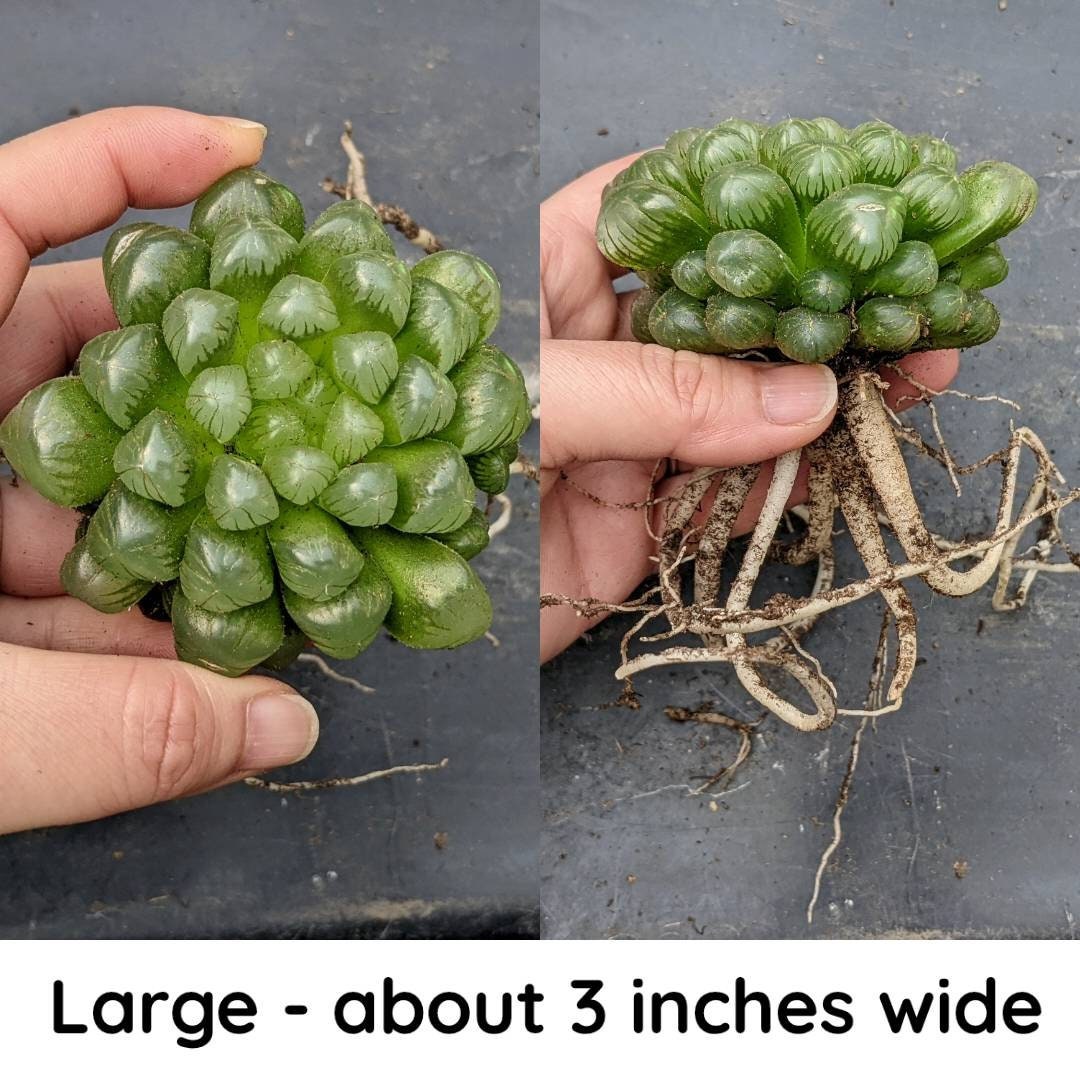 Haworthia Cooperi Var Truncata | Alien Eggs | BARE ROOT | Different Sizes  Available | Live Succulent Plant - Etsy