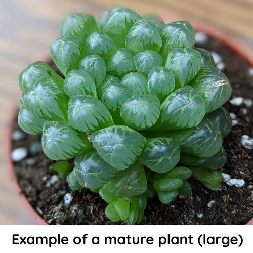 Haworthia cooperi var truncata | Alien Eggs | BARE ROOT | Different sizes available | Live Succulent Plant