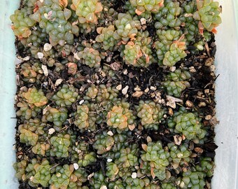 borlotti bean plant Bean (Borlotti Bush Bean) – Kids Seed Co