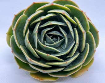 Echeveria imbricata 'Blue Rose' | Live Succulent Plant