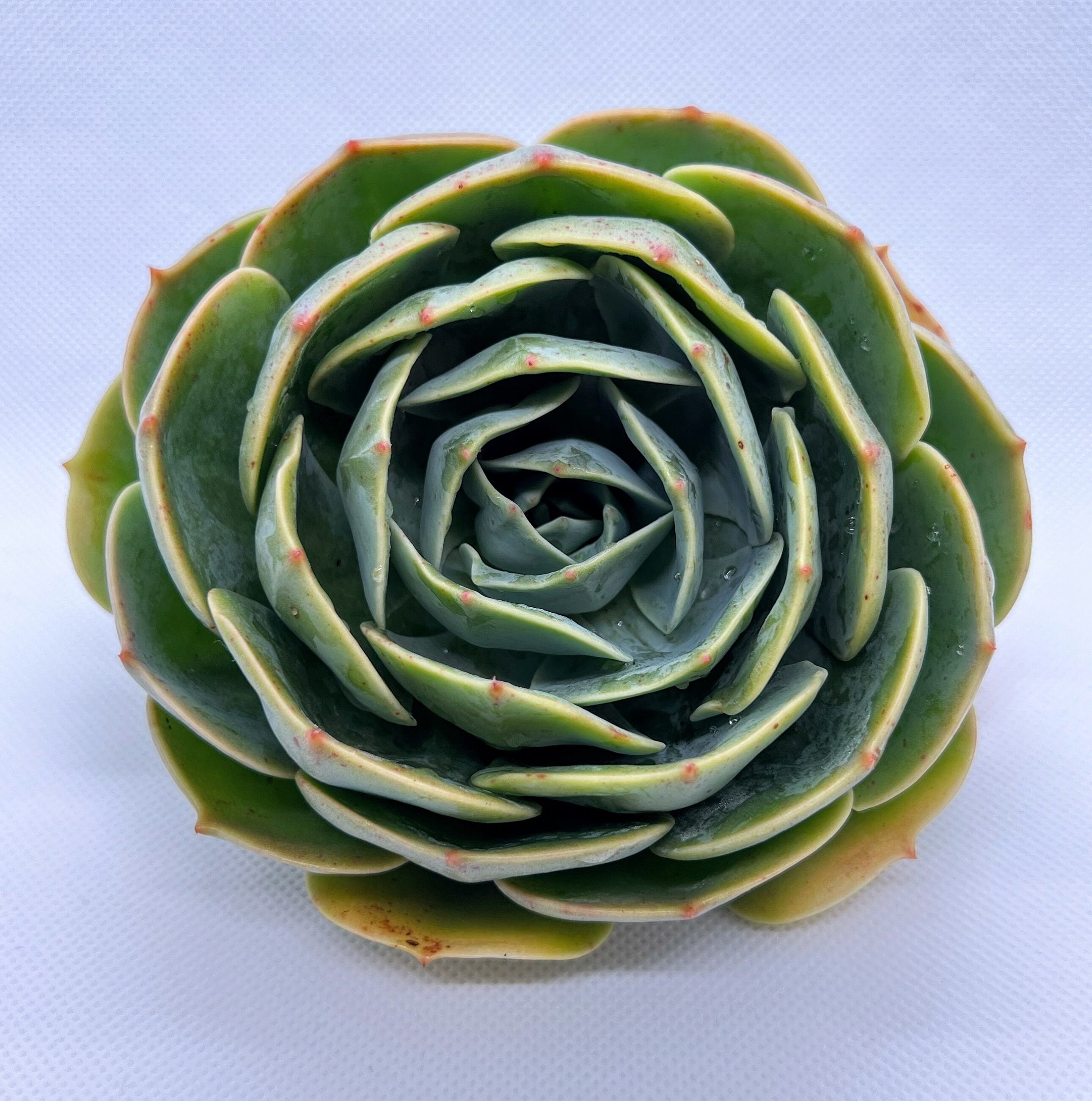 Echeveria Imbricata 