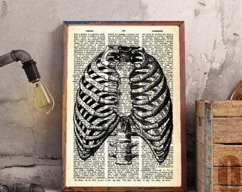 Chest Anatomical Dictionary Art A4. Anatomy Medicine. Art Thorax Wall Art Medical Art Chest Poster Anatomical Decor Ready to Print Chest