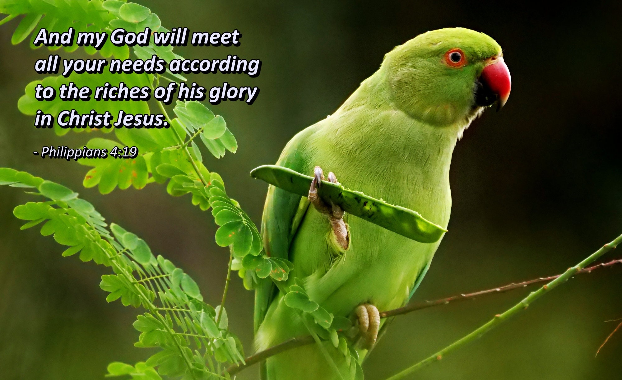 Green Parakeet Custom Inspiration Bible Verse Bird Etsy green-parakeet-custom-inspiration-bible-verse-bird-etsy