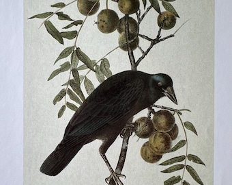 Vintage Audubon book print, Common American Crow