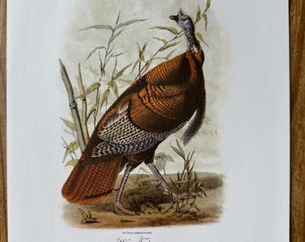 Vintage Audubon book print, Wild Turkey (male)