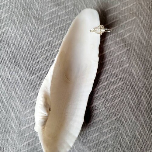 Silver colored wire wrapped angel wing shell necklace pendant, with chain // natural shell, shops tropical necklace, beach jewelry, minimalist