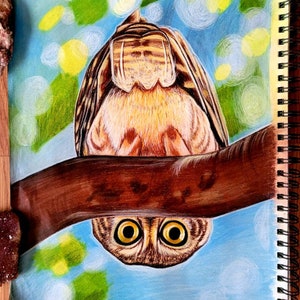 Upside Saw Whet Owl // 11x14 inch pastel&charcoal drawing // bird art // original owl drawing // owl art // home and office decor