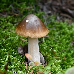 Mushroom Photography Prints // made to order // home and office decor // photography prints of mushrooms // nature prints // options 1-10