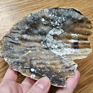 Concha de almeja llamativa con percebes, decoración con temática playera natural.